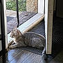 animal, cat, curiosity, daylight, doorway, feline, floor, home, indoor, looking_outside, mat, natural_light, pet, quiet, relaxed, resting, screen, striped, tabby, wood_floor