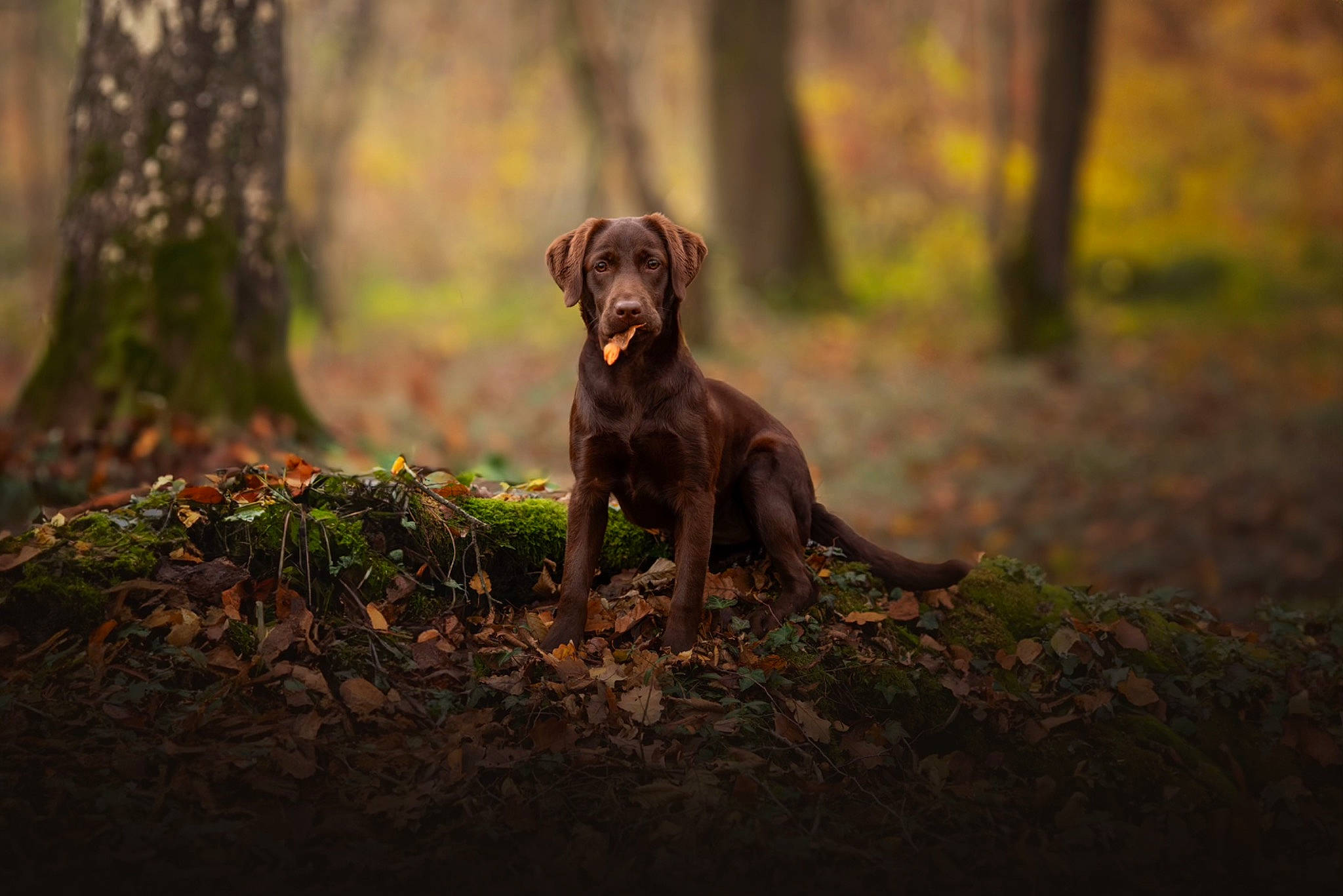 Ulya participe au concours pour gagner de l'argent avec cette photo : art, canidae, carnivore, companion_dog, dog, dog_breed, fawn, forest, grass, gun_dog, liver, plant, snout, soil, tail, terrestrial_animal, tree, wood, woodland, working_animal