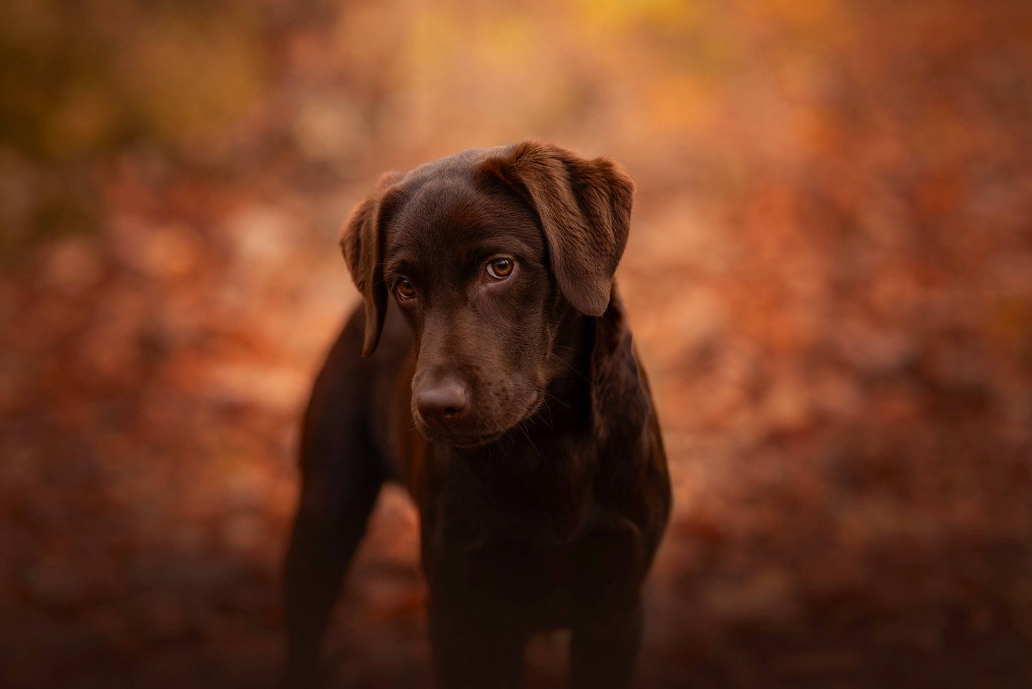 Ulya participe au concours pour gagner de l'argent avec cette photo : brown, canidae, carnivore, companion_dog, darkness, dog, dog_breed, fawn, fur, gun_dog, hunting_dog, liver, plant, sporting_group, terrestrial_animal, tints_and_shades, tree, wood, working_animal