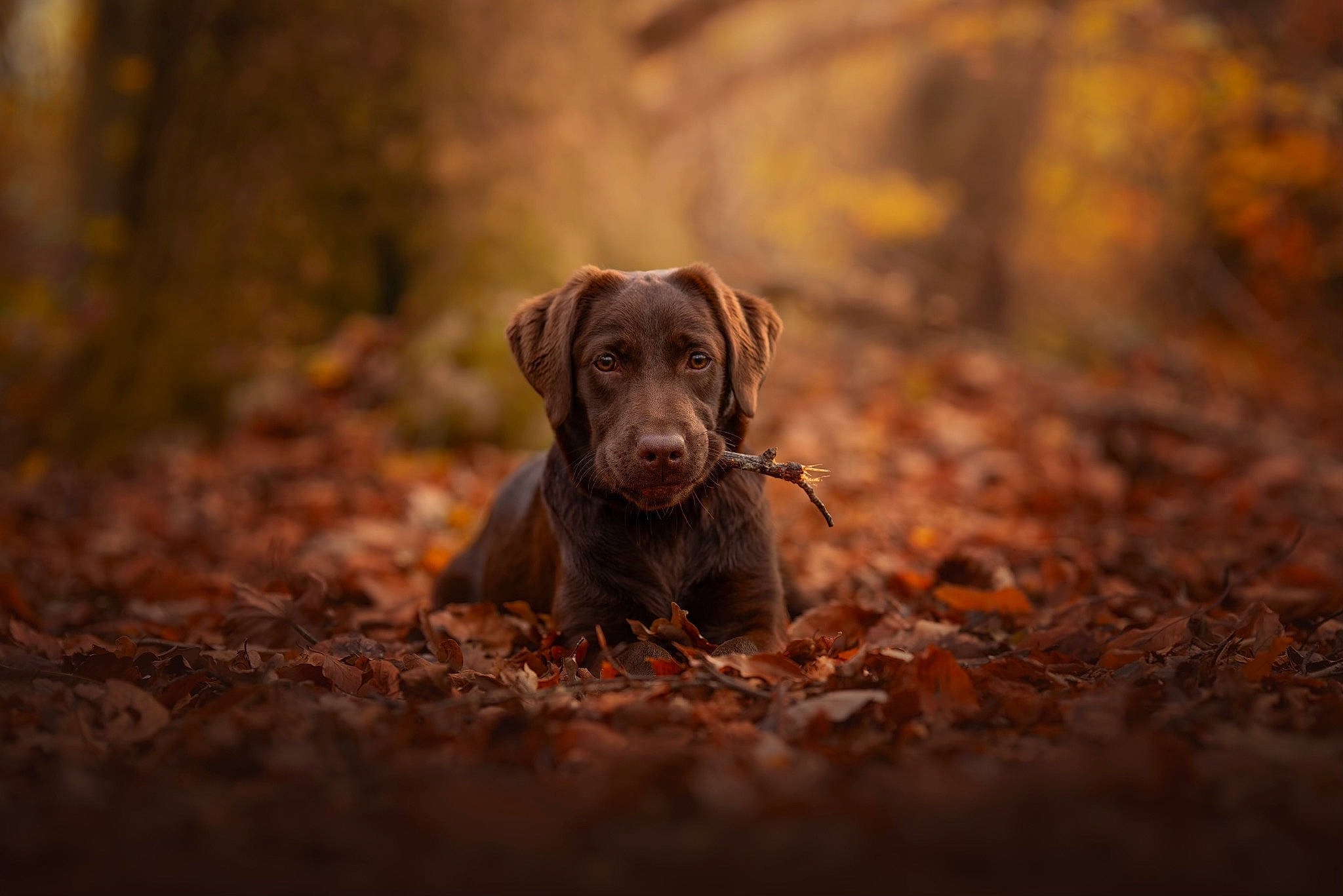 Ulya a rejoint le concours — aidez-le/la à gagner de superbes lots ! autumn, brown, carnivore, dog, dog_breed, fawn, forest, grass, gun_dog, labrador_retriever, liver, plant, soil, sporting_group, terrestrial_animal, wood, woodland, working_animal