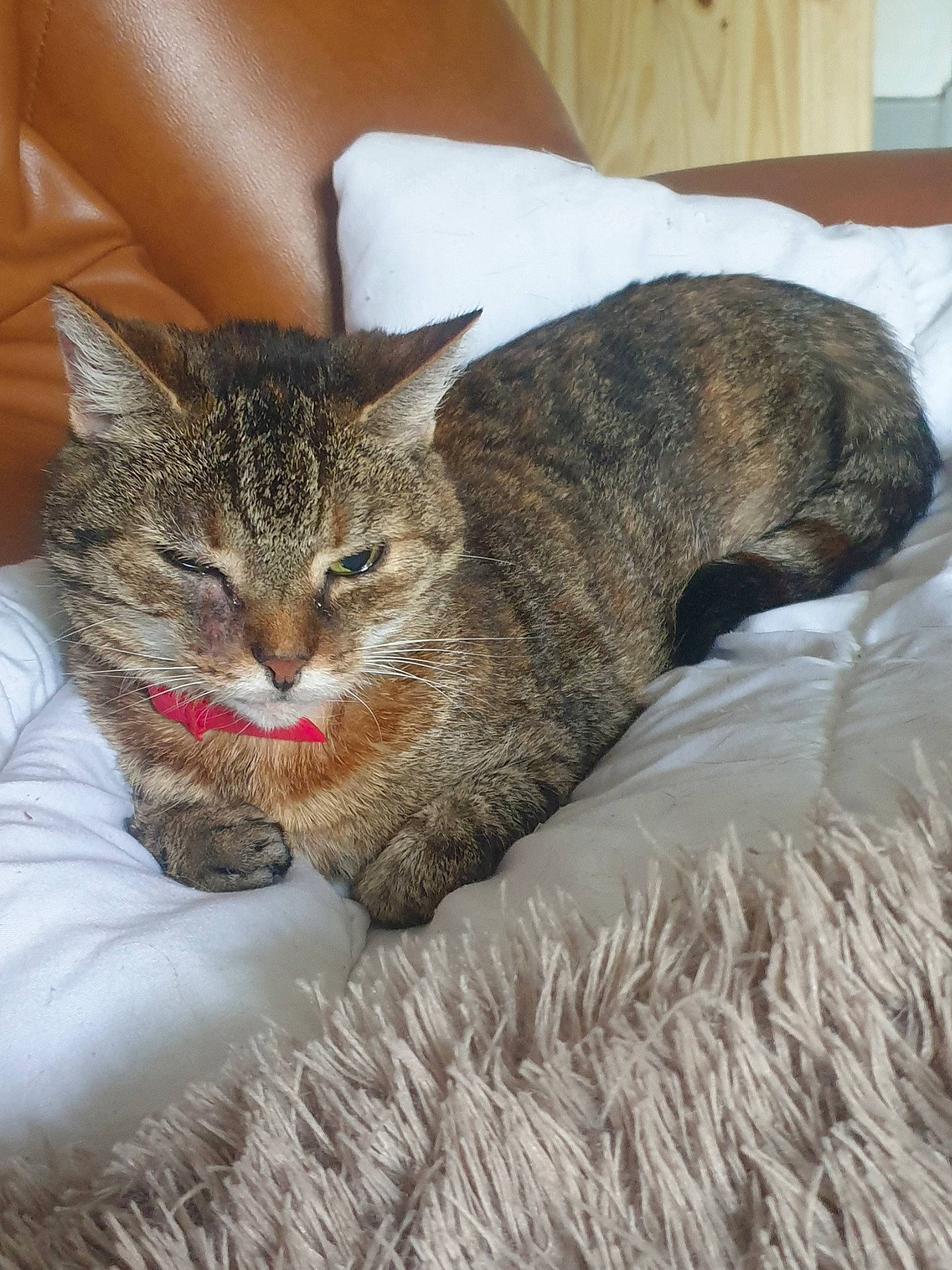 Rosy a rejoint le concours — aidez-le/la à gagner de superbes lots ! carnivore, cat, cat_supply, claw, comfort, domestic_short_haired_cat, fawn, felidae, fur, nap, natural_material, paw, sitting, sleep, small_to_medium_sized_cats, snout, tail, terrestrial_animal, whiskers, wildlife