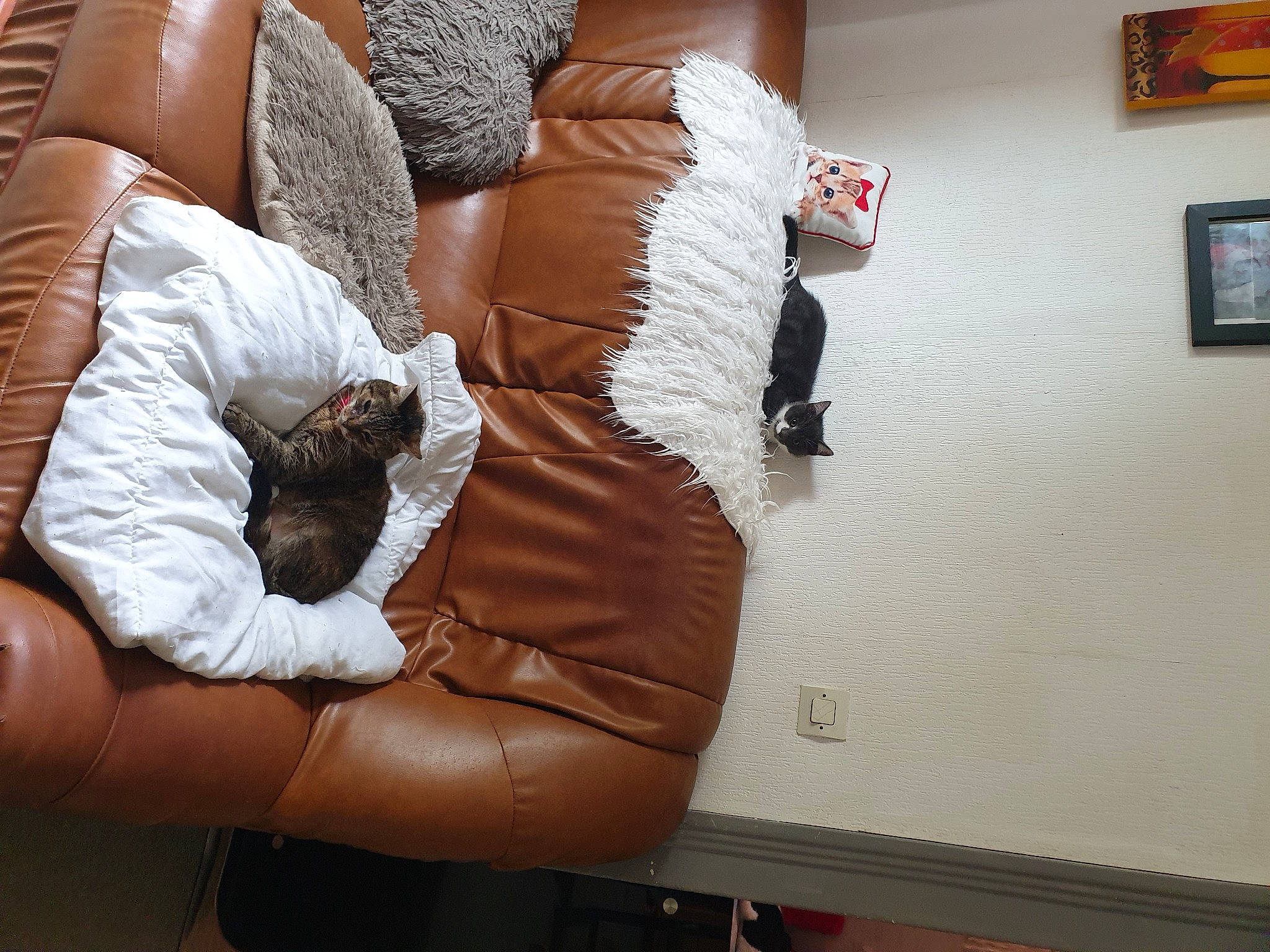 Rosy participe au concours pour gagner de l'argent avec cette photo : bag, chair, comfort, couch, fashion_design, flooring, fur, human_leg, joint, knee, linens, luggage_and_bags, picture_frame, pillow, sitting, sleeve, thigh, trunk, waist, wood