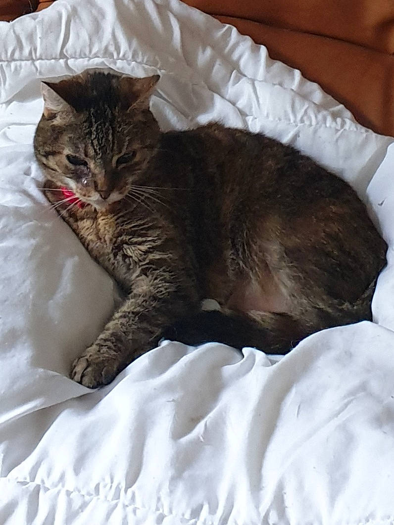 Rosy a rejoint le concours — aidez-le/la à gagner de superbes lots ! bed, bedding, carnivore, cat, cat_bed, cat_supply, claw, comfort, domestic_short_haired_cat, felidae, fur, grey, linens, nap, paw, small_to_medium_sized_cats, snout, tail, terrestrial_animal, whiskers