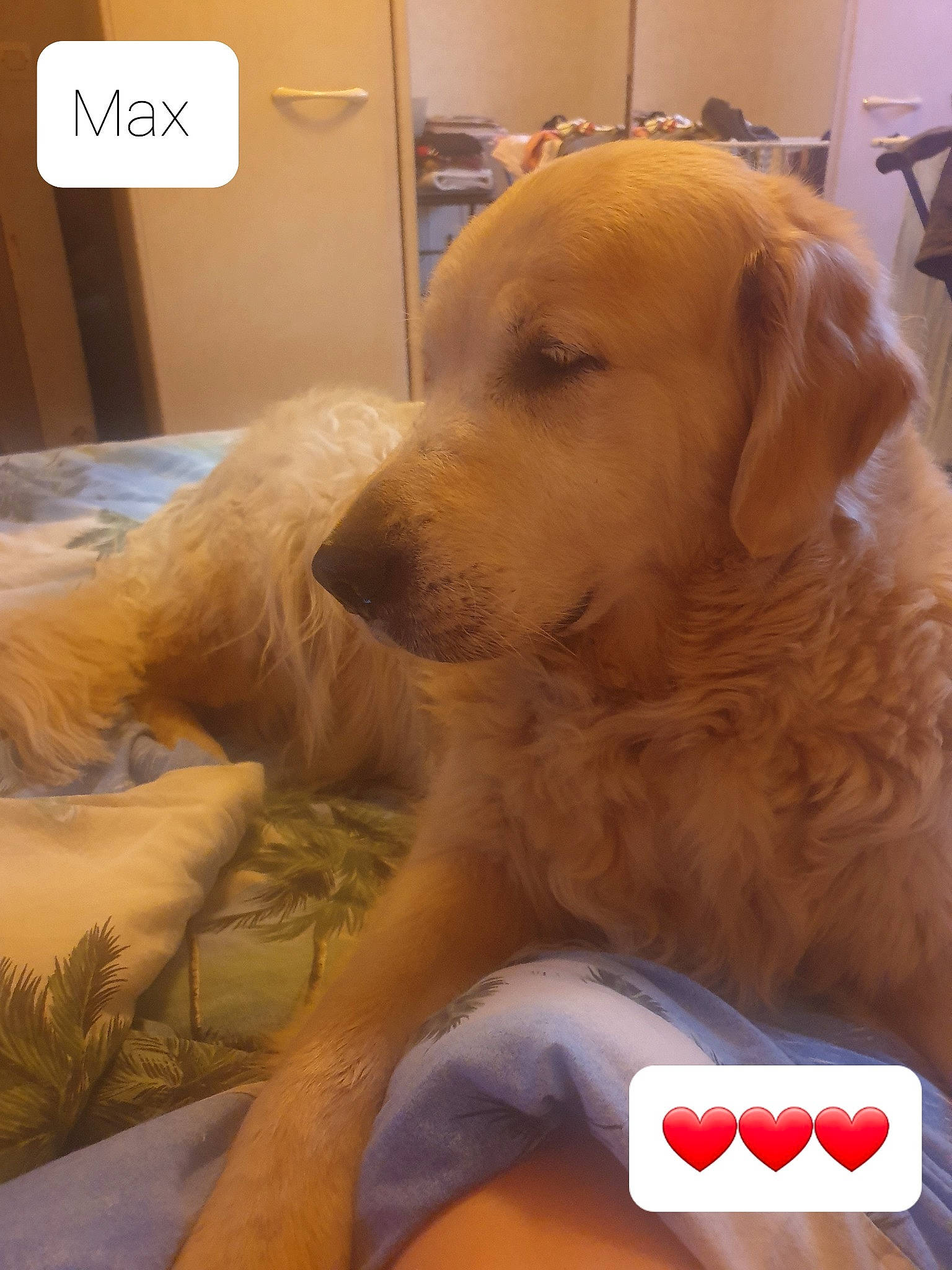 Max participe au concours pour gagner de l'argent avec cette photo : canidae, carnivore, comfort, companion_dog, dog, dog_breed, flooring, font, fur, golden_retriever, hardwood, labrador_retriever, logo, paw, pet_supply, retriever, room, sporting_group, tail, working_animal