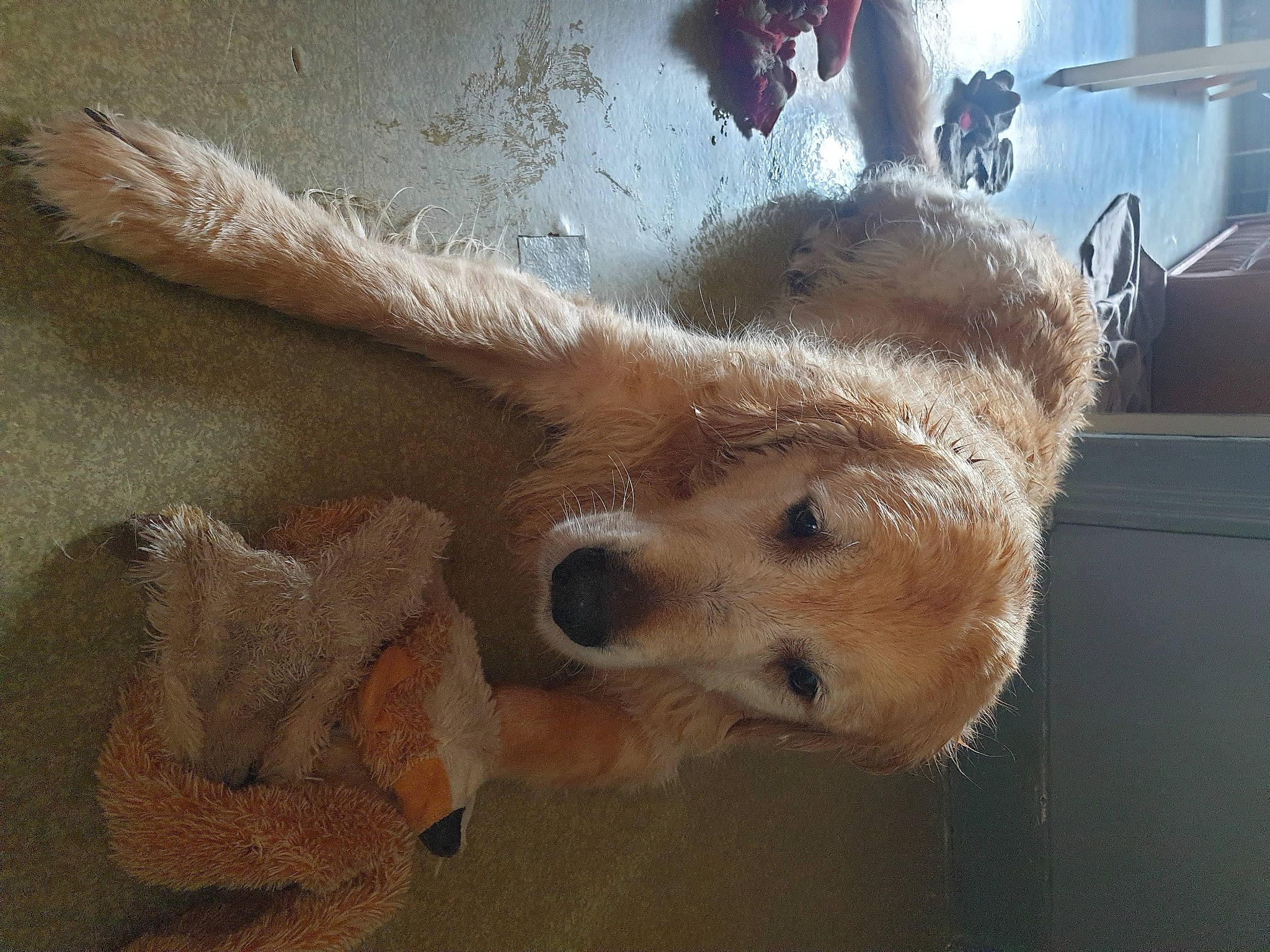 Max a rejoint le concours — aidez-le/la à gagner de superbes lots ! canidae, carnivore, claw, clock, companion_dog, dog, dog_breed, fawn, felidae, foot, fur, paw, small_to_medium_sized_cats, snout, spitz, sporting_group, tail, terrestrial_animal, whiskers, working_animal