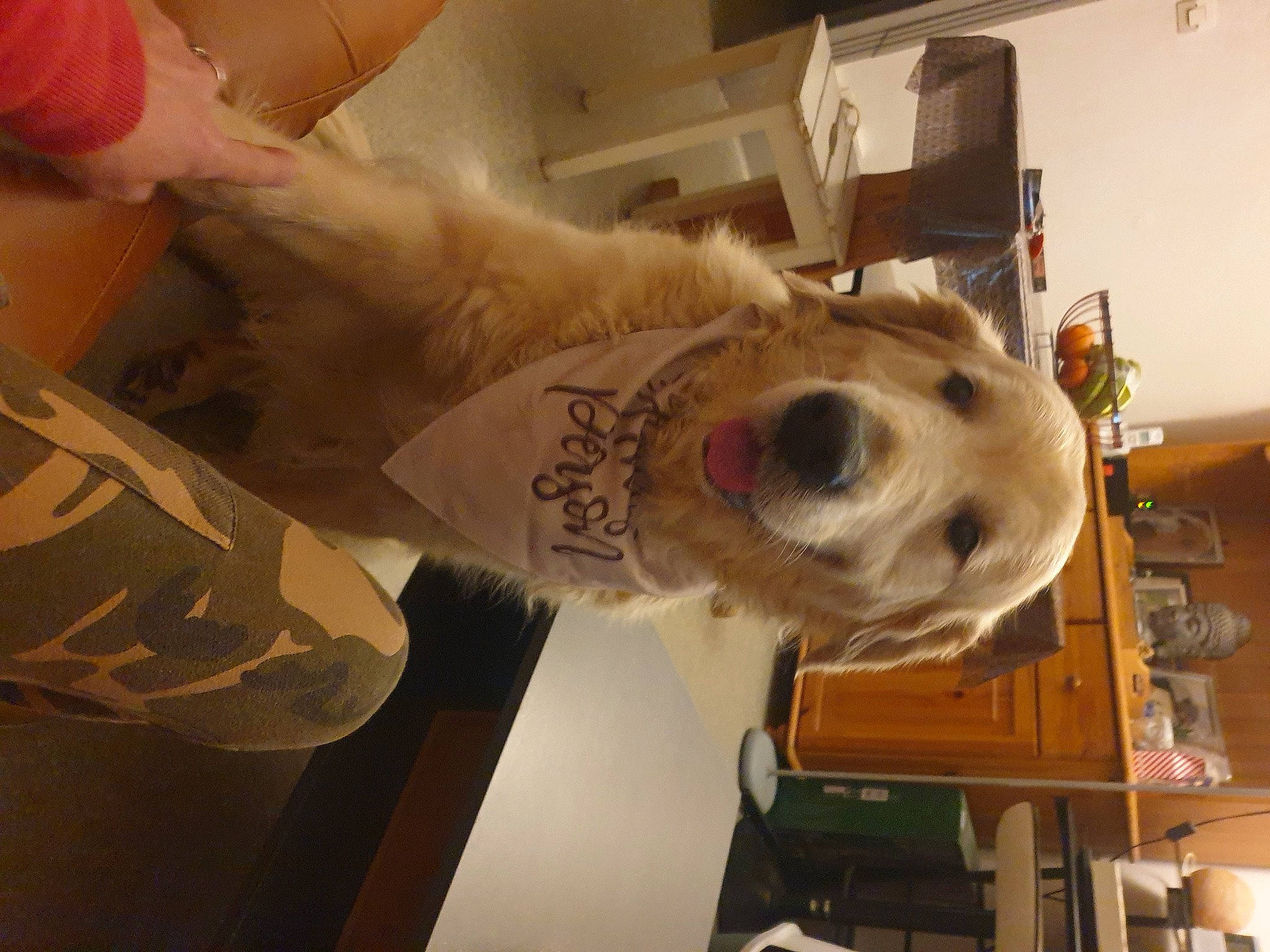 Max a rejoint le concours — aidez-le/la à gagner de superbes lots ! art, bone, canidae, carnivore, companion_dog, dog, dog_breed, felidae, fur, room, skull, small_to_medium_sized_cats, sporting_group, whiskers, working_animal