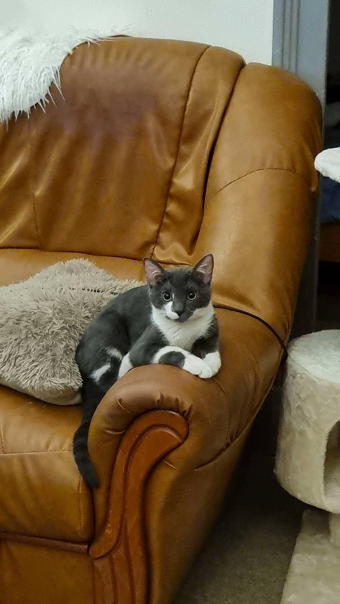 Mistigri participe au concours pour gagner de l'argent avec cette photo : armrest, carnivore, cat, chair, comfort, couch, domestic_short_haired_cat, felidae, fur, furniture, grey, hardwood, linens, living_room, room, small_to_medium_sized_cats, tail, throw_pillow, whiskers, wood