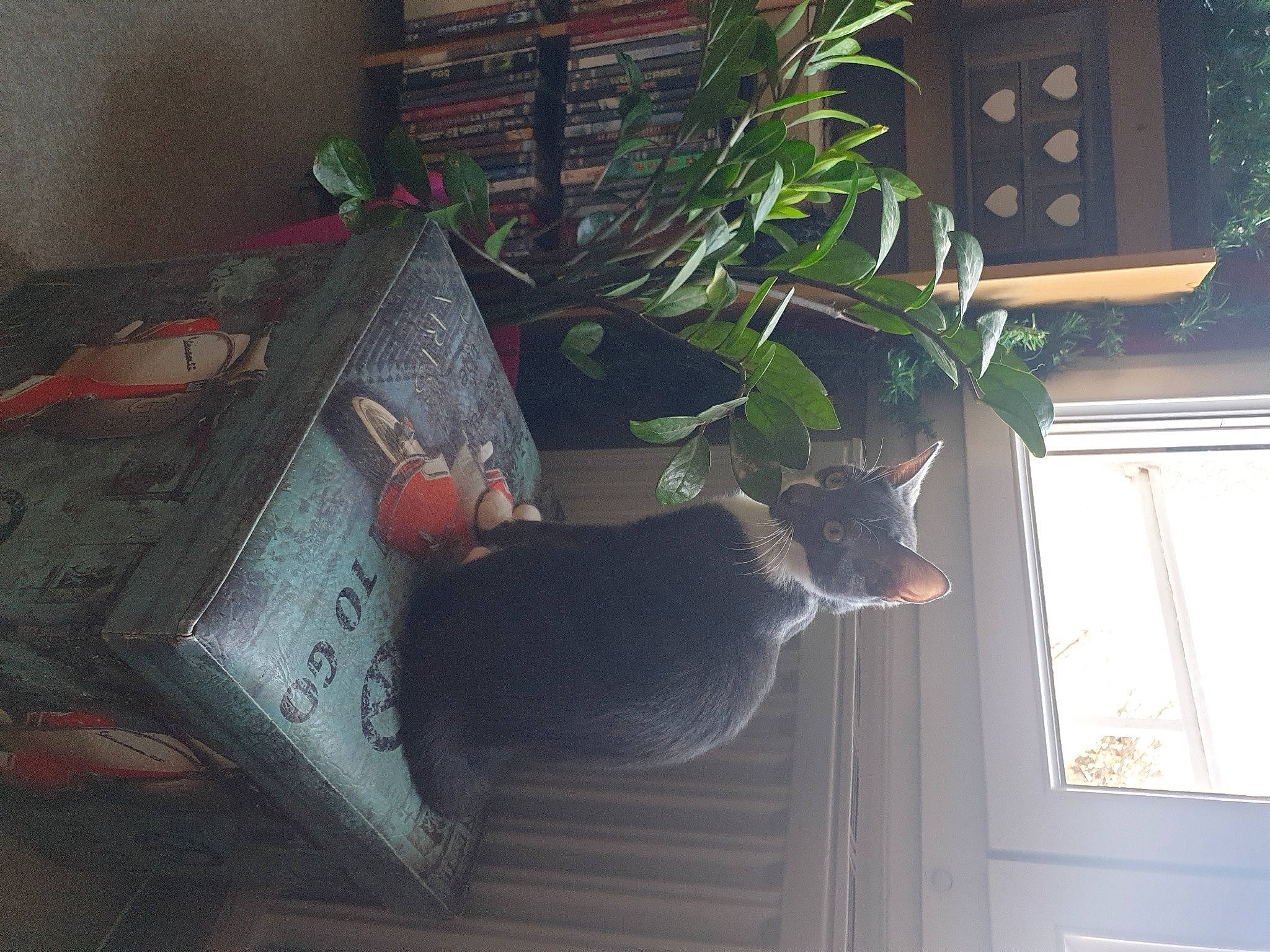 Mistigri a rejoint le concours — aidez-le/la à gagner de superbes lots ! book, carmine, carnivore, cat, comfort, domestic_short_haired_cat, felidae, flowerpot, hardwood, houseplant, plant, publication, room, sash_window, small_to_medium_sized_cats, tail, whiskers, window, wood