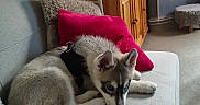 Aïko a rejoint le concours — aidez-le/la à gagner de superbes lots ! dog, puppy, husky, siberian_husky, fluffy, sleepy, lying_down, curled_up, indoors, sofa, couch, cushion, pink_cushion, wooden_cabinet, furniture, cozy, home, living_room, decor, portrait