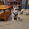 dog, puppy, husky, siberian_husky, pet, sitting, indoors, living_room, dining_room, furniture, table, chairs, coffee_table, carpet, dog_bed, dog_toy, harness, blue_eyes, black_and_white, portrait