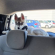 Aïko participe au concours pour gagner de l'argent avec cette photo : dog, puppy, husky, blue_eyes, pointed_ears, animal, pet, car, vehicle, backseat, car_interior, seatbelt, headrest, parking_lot, parked_cars, outdoor, daylight, white_fur, black_and_white, portrait
