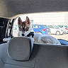 dog, puppy, husky, blue_eyes, pointed_ears, animal, pet, car, vehicle, backseat, car_interior, seatbelt, headrest, parking_lot, parked_cars, outdoor, daylight, white_fur, black_and_white, portrait
