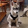 dog, puppy, husky, siberian_husky, black_harness, sitting, portrait, indoor, living_room, dining_room, wooden_chairs, table, carpet, fluffy, white_fur, gray_fur, blue_eyes, pointed_ears, second_dog, pet