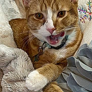 Balto is registered to the contest to win money with this photo: cat, orange_tabby, white_paws, licking, cozy, blanket, soft_texture, embroidered, fabric, indoor, pet, collar, cute, relaxed, feline, whiskers, ears, tongue, playful, comfort