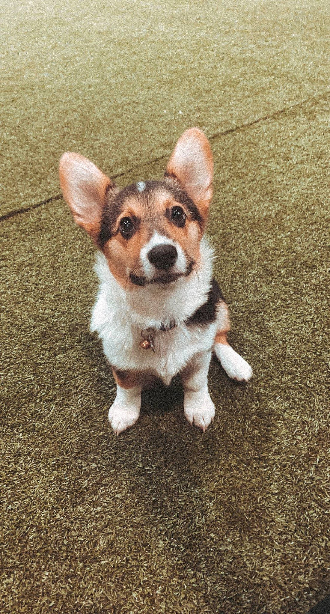 Leela is registered to the contest to win money with this photo: canidae, cardigan_welsh_corgi, carnivore, companion_dog, dog, dog_breed, dog_supply, fawn, fur, liver, pembroke_welsh_corgi, snout, sporting_group, sweater, tail, welsh_corgi, whiskers, working_animal