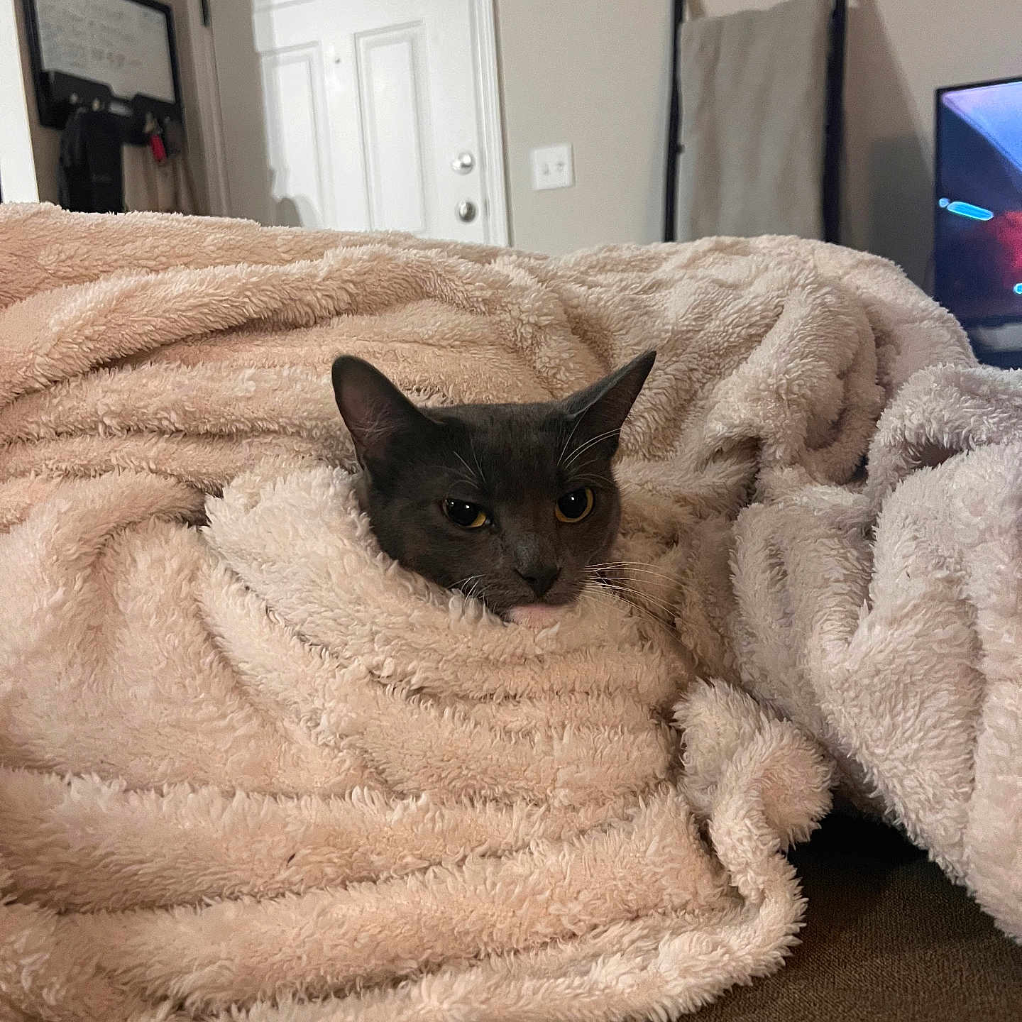 Addie joined the competition — help win amazing prizes! animal, bed, bedroom, blanket, cat, computer, computerhardware, electronics, furniture, hardware, indoors, kitten, laptop, manx, monitor, pc, pet, quilt, room, screen