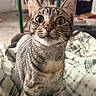 Cricket joined the competition — help win amazing prizes!