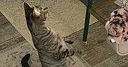 Cricket joined the competition — help win amazing prizes! animal, carpet, cat, curious, domestic, floor, food_bowl, furniture, home, indoor, keychain, paw, pet, playful, rug, standing, striped, tabby_cat, table, wood_floor