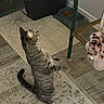 Cricket joined the competition — help win amazing prizes! cat, tabby_cat, indoor, rug, food_bowl, floor, table, keychain, furniture, pet, animal, playful, standing, paw, wood_floor, carpet, domestic, curious, striped, home