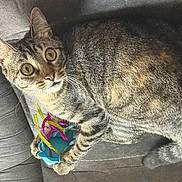 Cricket is registered to the contest to win money with this photo: alert, animal, cat, closeup, colorful, couch, curious, cute, ears, fur, indoor, mammal, paw, pet, playful, relaxed, striped, tabby, toy, whiskers