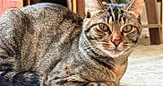 Cricket is registered to the contest to win money with this photo: cat, tabby, pet, animal, indoor, carpet, furniture, books, fur, eyes, ears, whiskers, relaxed, cute, domestic, mammal, portrait, close_up, resting, cozy