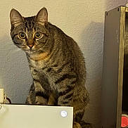 Cricket joined the competition — help win amazing prizes! cat, tabby, pet, animal, indoor, feline, wooden_surface, gaming_console, xbox, curious, sitting, ears, whiskers, striped, fur, eyes, household, technology, shadow, wall