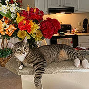 Molly joined the competition — help win amazing prizes! cat, tabby, kitten, pet, animal, lying_down, relaxed, striped_fur, white_paws, green_eyes, whiskers, long_tail, kitchen, countertop, island, flowers, bouquet, home, indoor, portrait