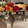 cat, tabby, kitten, pet, animal, lying_down, relaxed, striped_fur, white_paws, green_eyes, whiskers, long_tail, kitchen, countertop, island, flowers, bouquet, home, indoor, portrait