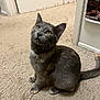 animal, carpet, cat, curious, cute, domestic_cat, door, ears, feline, floor, gray_cat, indoor, kitten, looking_up, pet, poster, sitting, tortoiseshell, whiskers, young_cat