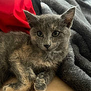 Beans joined the competition — help win amazing prizes! adorable, animal, blanket, cat, closeup, cozy, cute, domestic_cat, eyes, fur, gray_fur, indoor, kitten, paws, pet, red_fabric, resting, soft_texture, whiskers, young