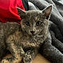 adorable, animal, blanket, cat, closeup, cozy, cute, domestic_cat, eyes, fur, gray_fur, indoor, kitten, paws, pet, red_fabric, resting, soft_texture, whiskers, young