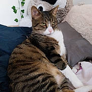 Mistigri participe au concours pour gagner de l'argent avec cette photo : cat, tabby, pet, indoor, bed, pillow, plush_toy, ivy, feline, fur, relaxed, white_paws, striped, nose, whiskers, animal, domestic, cute, resting, cozy