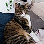 cat, tabby, pet, indoor, bed, pillow, plush_toy, ivy, feline, fur, relaxed, white_paws, striped, nose, whiskers, animal, domestic, cute, resting, cozy