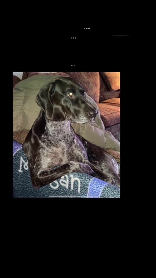 Morgan is registered to the contest to win money with this photo: dog, black_dog, lounge, blanket, indoor, couch, furniture, pet, animal, relaxed, living_room, coat, seated, domestic_animal, canine, comfort, resting, side_view, fur, companion