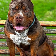 Ulk participe au concours pour gagner de l'argent avec cette photo : animal, bench, brindle_coat, canine, close_up, collar, daylight, dog, focus, friendly, furry, green_background, happy, nature, outdoor, pet, portrait, sitting, tongue_out, wooden_bench