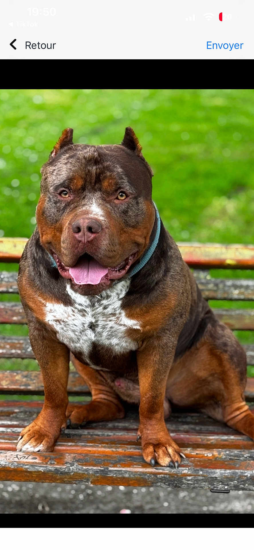 Ulk participe au concours pour gagner de l'argent avec cette photo : animal, bench, brindle_coat, canine, close_up, collar, daylight, dog, focus, friendly, furry, green_background, happy, nature, outdoor, pet, portrait, sitting, tongue_out, wooden_bench