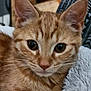 cat, kitten, ginger_cat, close_up, feline, pet, whiskers, ears, fur, animal, cute, soft, indoor, resting, cozy, blanket, young, portrait, face, tabby