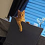 cat, orange_tabby, chair, indoor, window, blinds, candle, flower_branch, curious, lounging, feline, pet, cozy, gray_chair, relaxed, looking, home, domestic, animal, comfortable