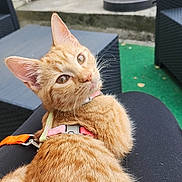 Angel a rejoint le concours — aidez-le/la à gagner de superbes lots ! cat, ginger_cat, pet, animal, feline, collar, outdoor, patio, wicker_furniture, plant, greenery, lap, relaxed, curious, fur, ears, whiskers, table, background, person