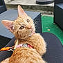 cat, ginger_cat, pet, animal, feline, collar, outdoor, patio, wicker_furniture, plant, greenery, lap, relaxed, curious, fur, ears, whiskers, table, background, person