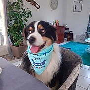 Argos participe au concours pour gagner de l'argent avec cette photo : accessories, animal, architecture, bandana, building, canine, couch, dog, flower, flowerarrangement, furniture, husky, indoors, interiordesign, livingroom, pet, plant, pottedplant, puppy, room