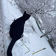 Maxx joined the competition — help win amazing prizes! cat, black_cat, snow, winter, outdoor, tree, snow_covered, animal, feline, quiet, nature, backyard, cold, white_snow, perched, scenic, daytime, frost, winter_season, calm