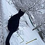 cat, black_cat, snow, winter, outdoor, tree, snow_covered, animal, feline, quiet, nature, backyard, cold, white_snow, perched, scenic, daytime, frost, winter_season, calm