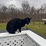 Maxx is registered to the contest to win money with this photo: cat, black_cat, white_paws, outdoor, fence, lattice, perched, animal, pet, grass, trees, overcast, cloudy_sky, wood, nature, quiet, watchful, side_view, mammal, domestic_cat