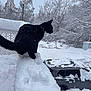 Maxx is registered to the contest to win money with this photo: cat, black_cat, snow, winter, outdoor, animal, pet, feline, trees, car, snowy, nature, cold, fur, collar, quiet, daytime, landscape, balance, wildlife