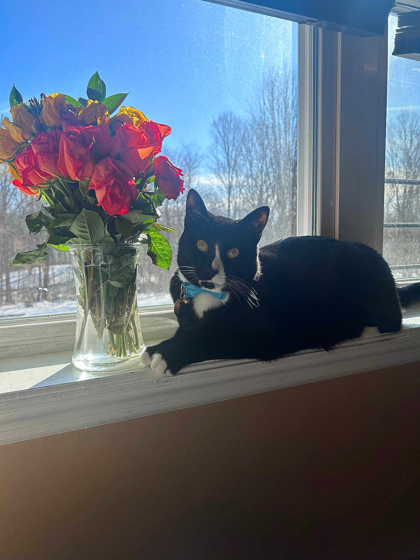 Maxx is registered to the contest to win money with this photo: cat, tuxedo_cat, bow_tie, windowsill, vase, roses, flowers, sunlight, window, glass, nature, blue_sky, trees, indoor, pet, animal, relaxing, daylight, shadow, home