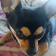 Lady Bug joined the competition — help win amazing prizes! animal, black_fur, blanket, brown_eyes, canine, close_up, companion, cute, dog, ears, fur, home, indoor, pet, relaxed, resting, snout, soft_texture, tan_fur, whiskers