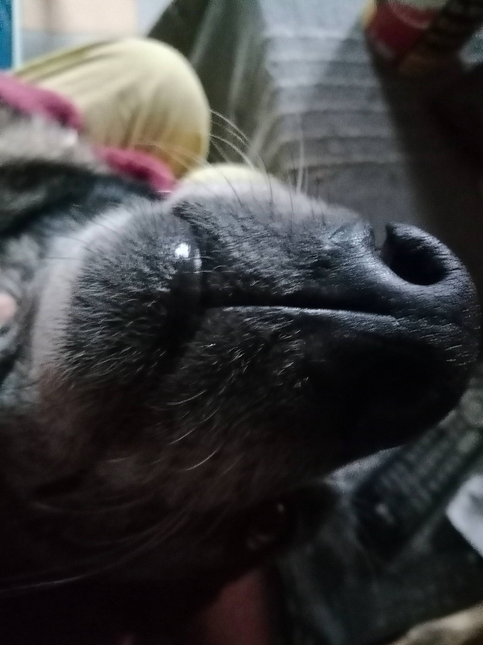 Diesel participe au concours pour gagner de l'argent avec cette photo : canidae, carnivore, claw, comfort, companion_dog, dog, dog_breed, ear, fawn, fur, grey, liver, non_sporting_group, paw, snout, sporting_group, terrestrial_animal, whiskers, working_animal, wrinkle