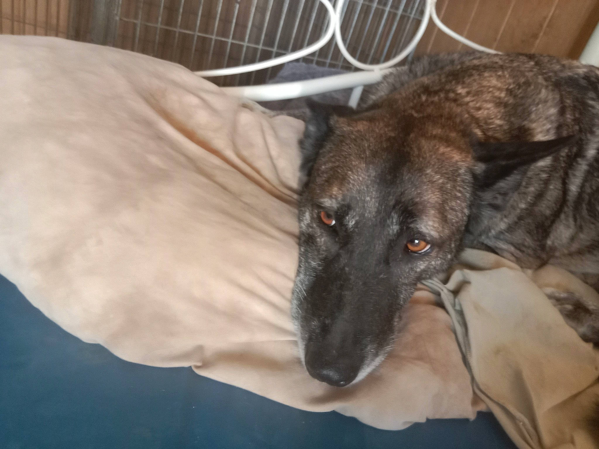 Diesel a rejoint le concours — aidez-le/la à gagner de superbes lots ! animal_shelter, canidae, carnivore, comfort, companion_dog, dog, dog_breed, ear, fur, guard_dog, mechanical_fan, pet_supply, sporting_group, terrestrial_animal, whiskers, working_animal