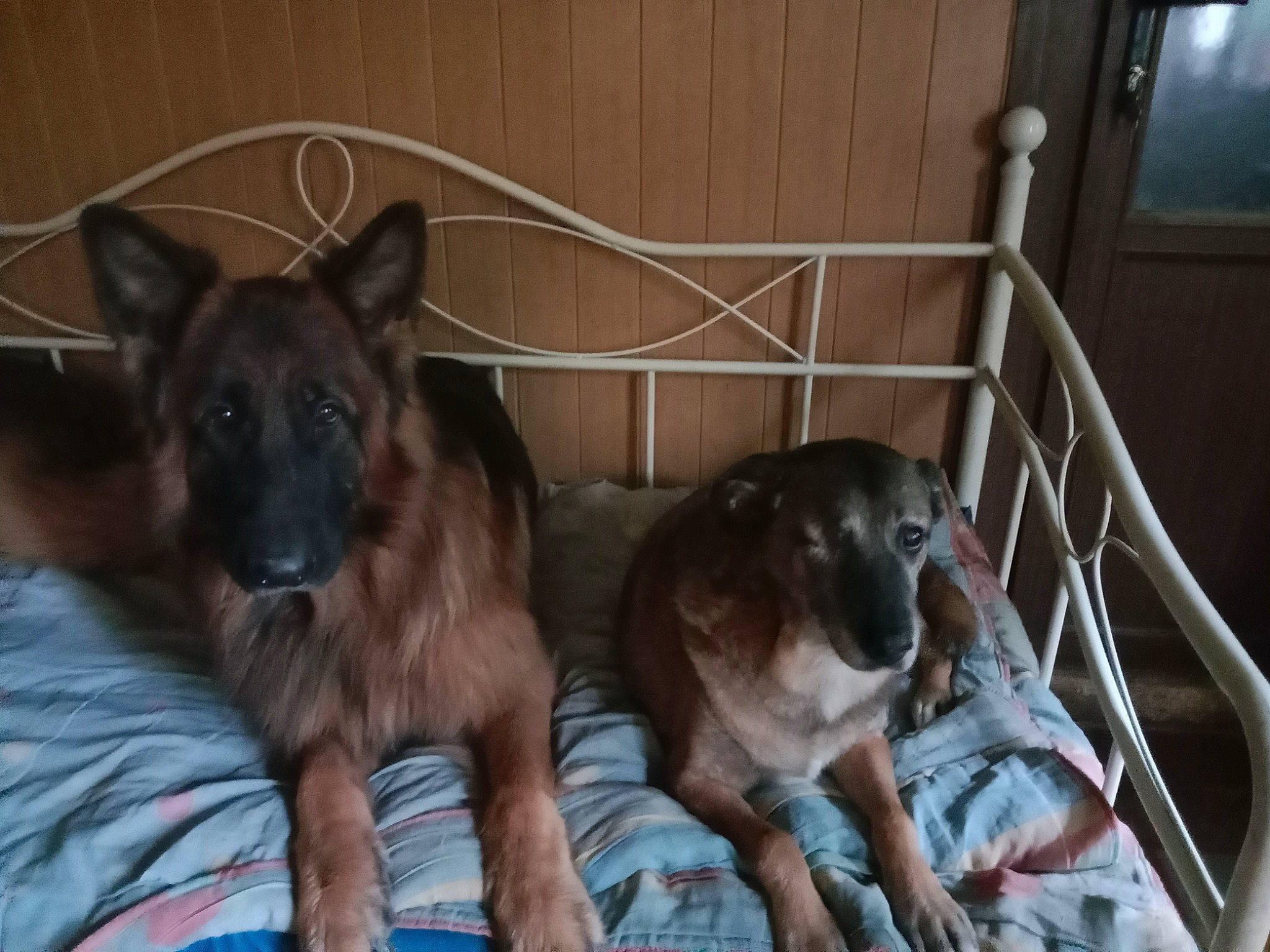 Poupy a rejoint le concours — aidez-le/la à gagner de superbes lots ! canidae, carnivore, comfort, companion_dog, dog, dog_breed, dog_supply, fawn, fur, guard_dog, kennel, liver, mammal, non_sporting_group, room, snout, sporting_group, whiskers, working_animal, working_dog